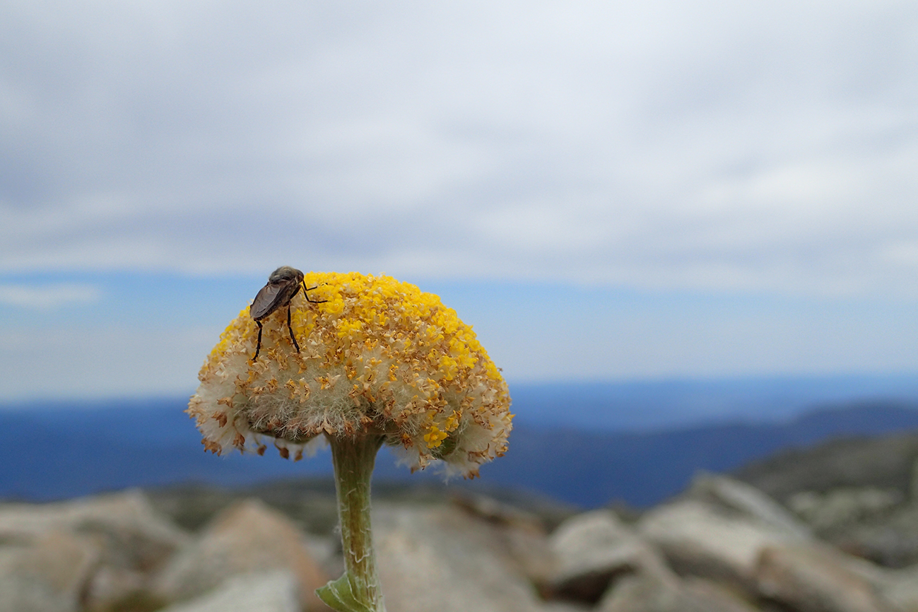 Australian native bee at the top of Mount Kosciuszko - NSW, Australia